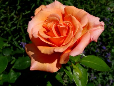 Walmer Castle Rose 🌹