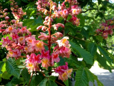 Aesculus pavia L. Sapindaceae. "Castaño de Indias rojo" (castellano), "red buckeye" (inglés).