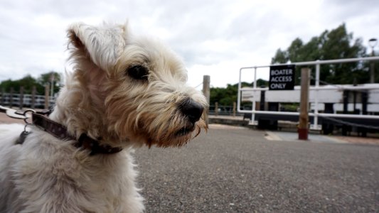 The Dog at Allington Lock