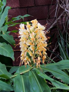 Hedychium gardnerianum Sheppard ex Ker Gawler. Zingiberaceae. "Jengibre hawaiano, Kahili ginger."