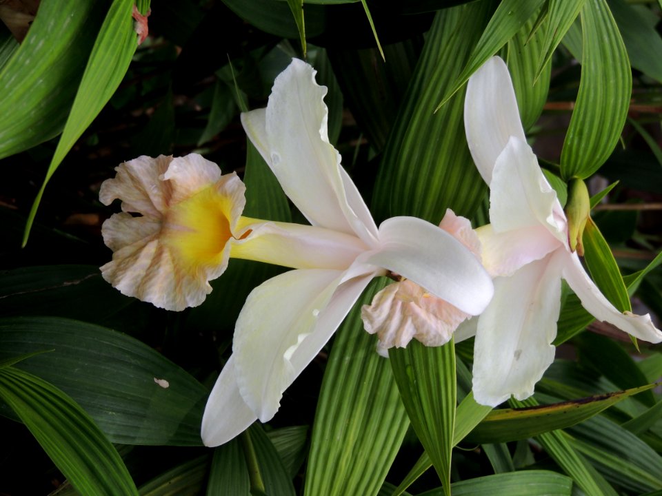 Sobralia sp. Orchidaceae.