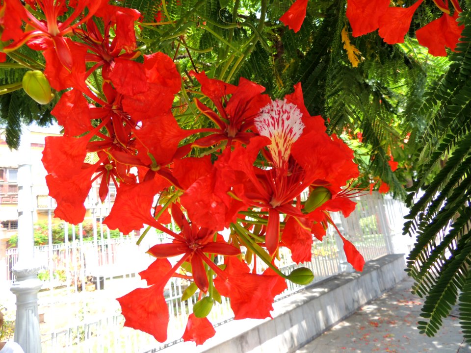 Delonix regia (Bojer ex Hook.) Raf. Fabaceae o Leguminosae.