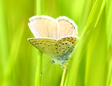 BLUE, MELISSA (Lycaeides melissa) (7-12-2019) medicine bow national forest, 8000 ft, carbon co, wy -01