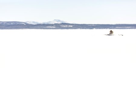 Lone tree on frozen Yellowstone Lake