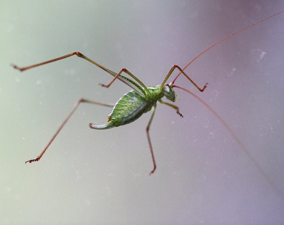 KATYDID, sp (Dichopetala sp) (9-5-10) yard, west of patagonia, scc, az -02