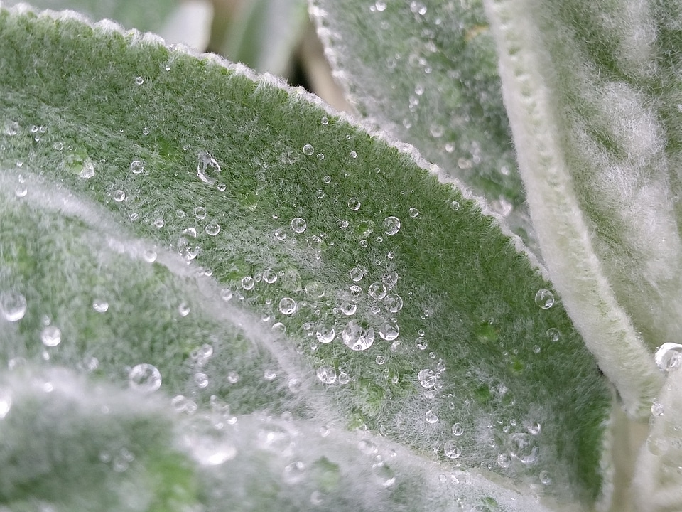 Garden freshness texture