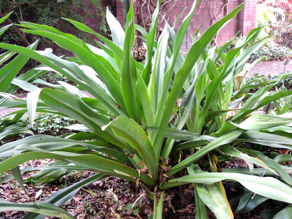 Crinum asiaticum L. var. pedunculatum (R. Br.) Fosberg & Sachet. Amaryllidaceae. "Lirio araña".
