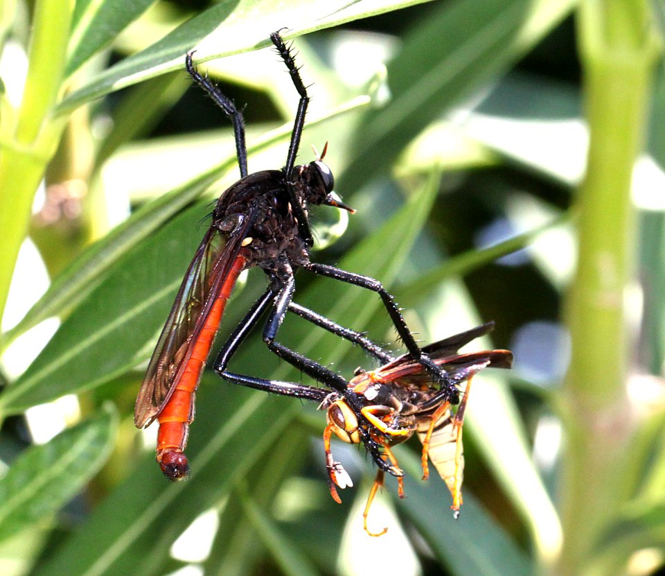 ROBBER FLY (Archilestris magnificus) with YELLOWJACKET prey (9-4-12) 78 circulo montana, patagonia lake ranch estates, scc, az -01