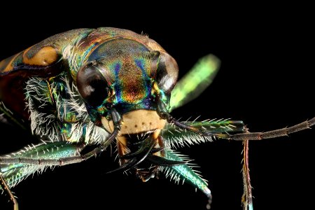 Cicindela haemorrhagica 29JUL2019 MAMM Oberg face closeup1
