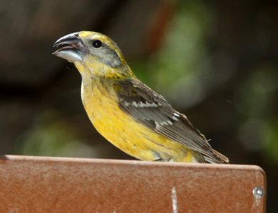GROSBEAK, YELLOW (6-12-11) ash cyn b&b, cochise, az -10
