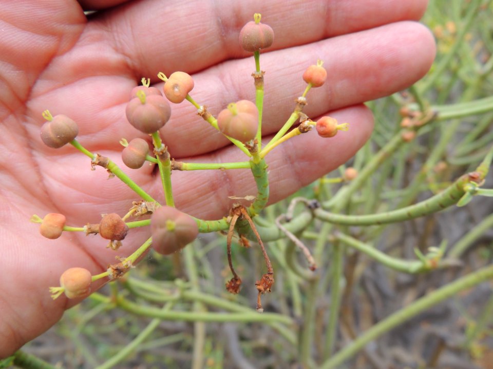 Euphorbia lamarckii Sweet. Euphorbiaceae.