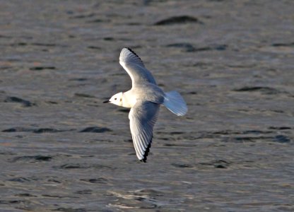 GULL, BONAPARTE'S (12-17-11) patagonia lake, scc, az -03 cbc