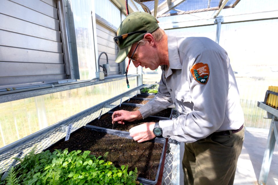 Biotech Sam Reid transplanting seed sprouts