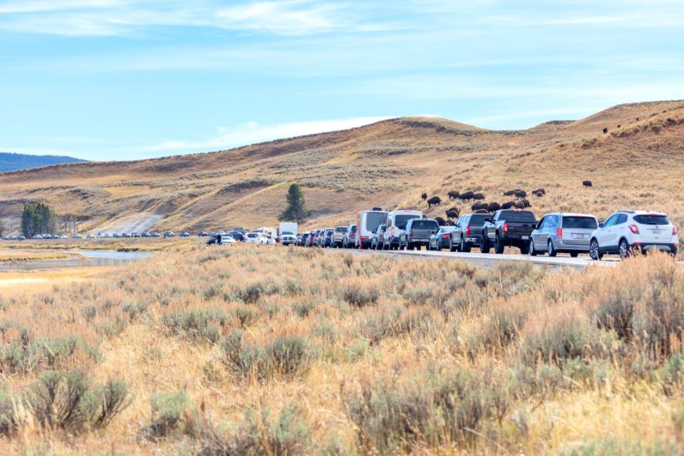 Bison jam in Hayden Valley