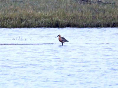 303 - BAR-TAILED GODWIT (6-13-2016) nome river bridge, nome, alaska -(1)