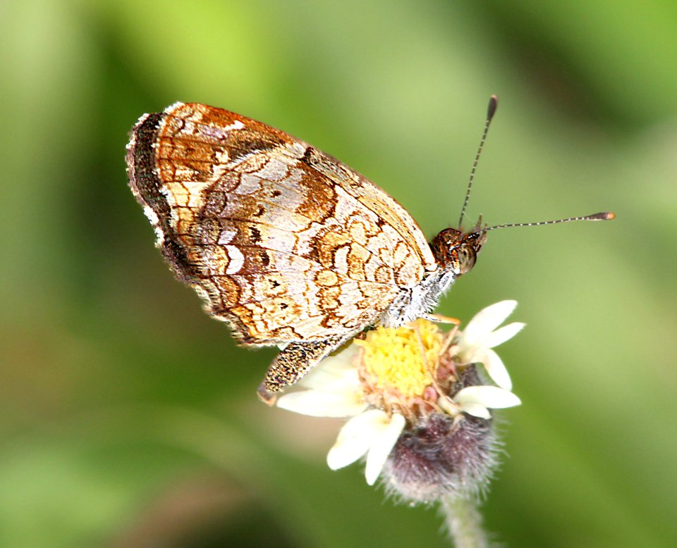 CRESCENT, PALE-BANDED (Anthanassa tulcis) (11-15-13) the national butterfly center, mission, tx -03