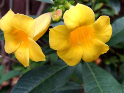 Allamanda neriifolia hort. ex Hook. Bignoniaceae.