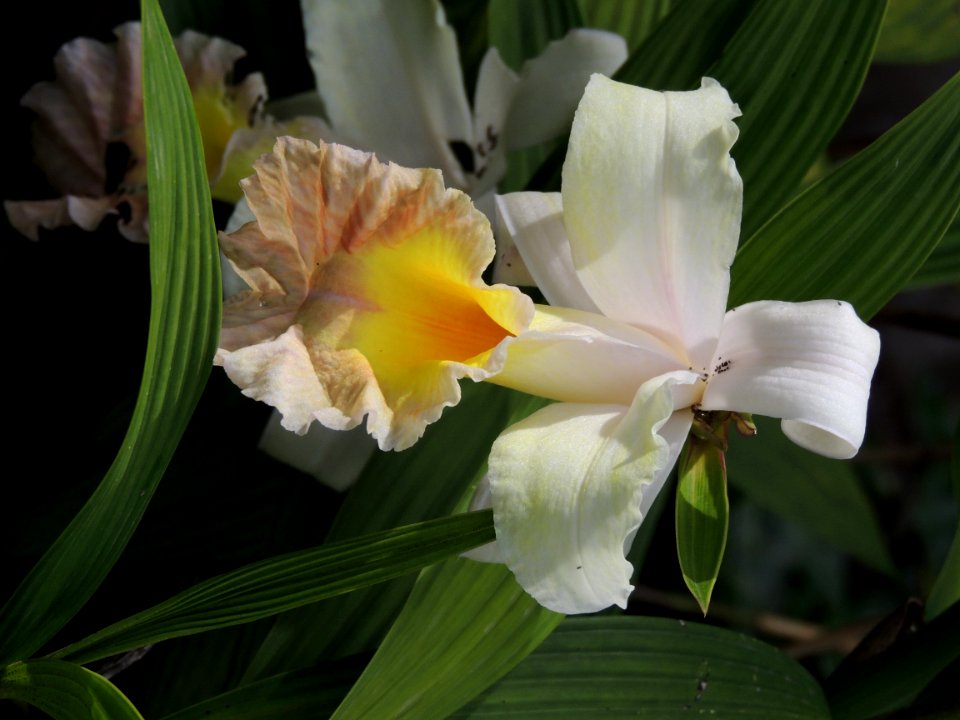 Sobralia macrantha Lindl. x veitchii hort. = S. x mirabilis. Orchidaceae.