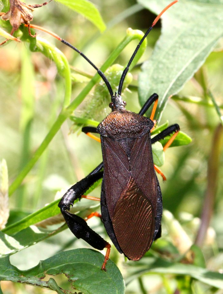 GIANT AGAVE BUG (Acanthocephala thomasi) (9-10-12) california gulch, scc, az -01