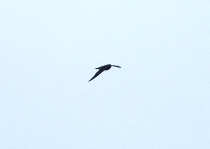 MARIANA SWIFTLET (9-21-2017) aiea loop trail, keaiwa heiau recreation area, honolulu co, hawaii -01