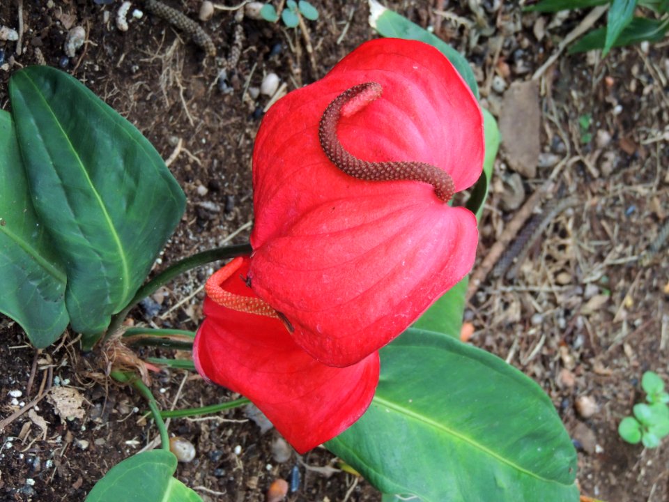 Anthurium andraeanum Linden. Araceae.