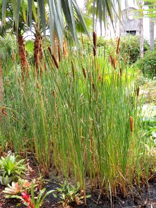 Typha sp. Typhaceae.
