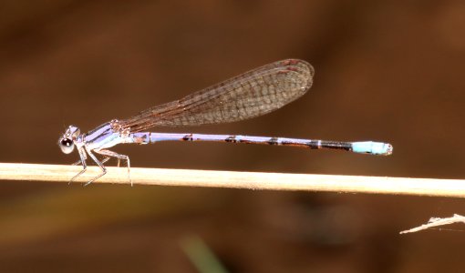 DANCER, LAVENDER (Argia hinea) (9-27-2020) sonoita creek, patagonia, santa cruz co, az -01 male