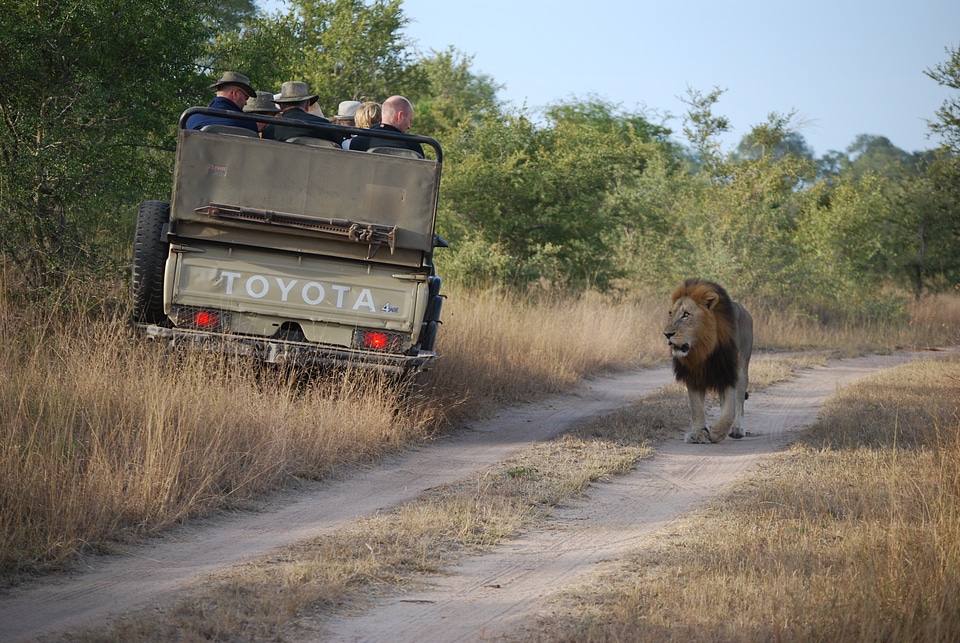 Tourism africa brown lion