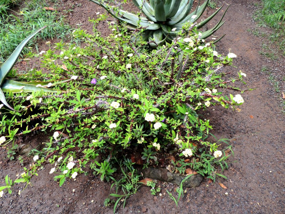 Euphorbia milii Des Moul. Euphorbiaceae. "Espina de Cristo".