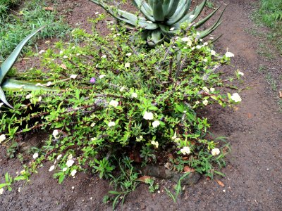Euphorbia milii Des Moul. Euphorbiaceae. "Espina de Cristo".