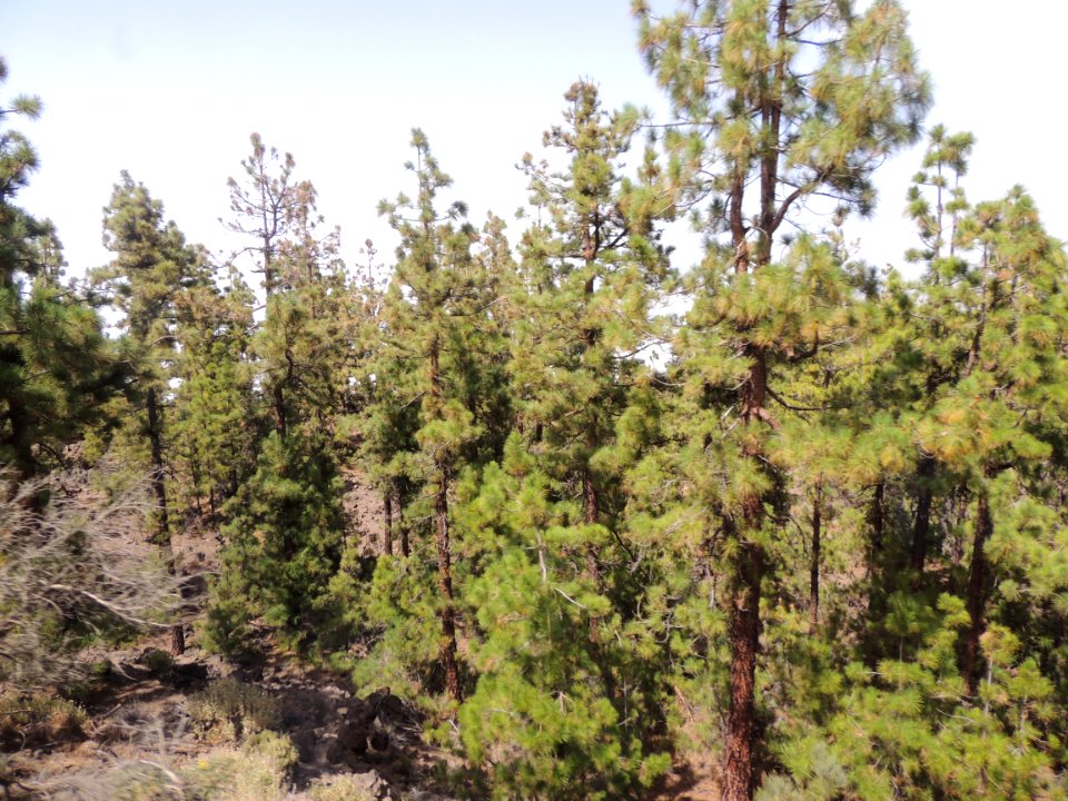 Pinus canariensis C. Sm. Pinaceae. "Pino canario".