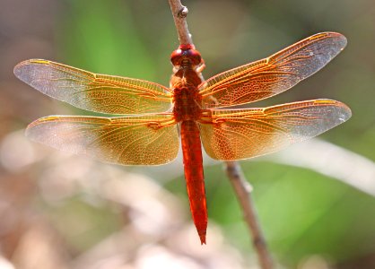 SKIMMER, FLAME (Libellula saturata) (9-27-2020) sonoita creek, patagonia, santa cruz co, az -02 male