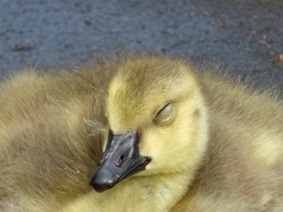 Canada  Geese Goslings in a puddle.