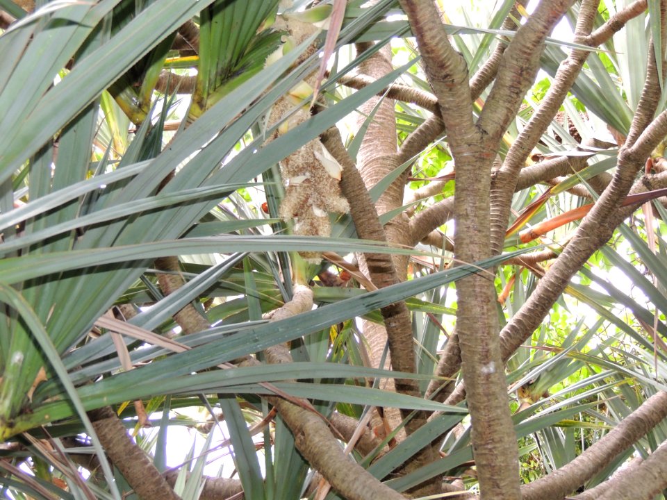 Pandanus utilis Bory. Pandanaceae.