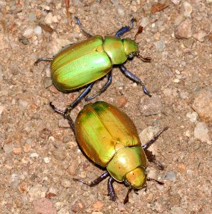 BEETLE, SCARAB (Chrysina beyeri) (7-27-09) ramsey cyn, az -02