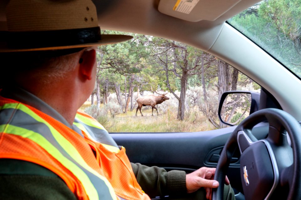 Ranger Kelly keeping an eye on one of the dominant bulls in Mammoth