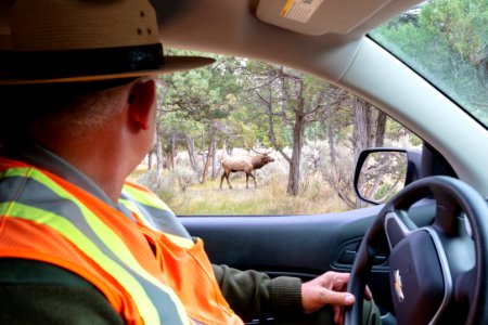 Ranger Kelly keeping an eye on one of the dominant bulls in Mammoth
