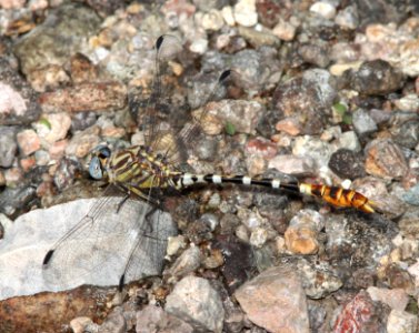SERPENT RINGTAIL (Erpetogomphus lampropeltis natrix) (10-17-12) sonoita creek above patagonia lake, scc, az -02