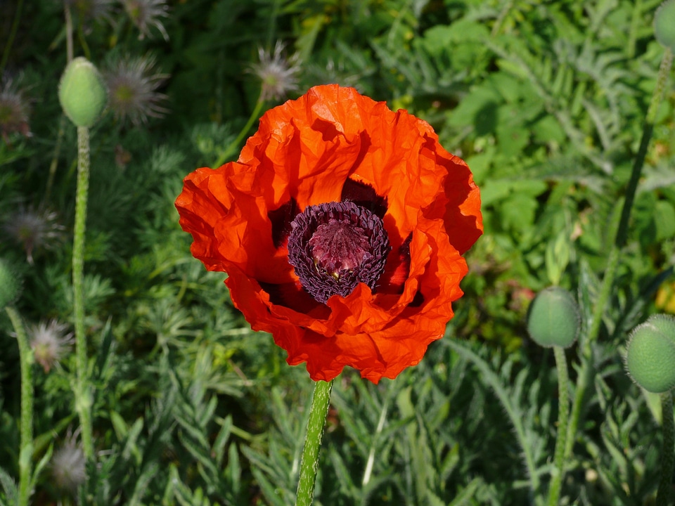 Orange garden bloom