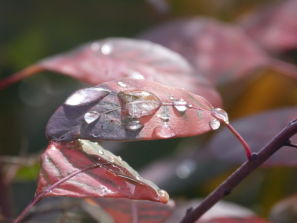 Drop of water macro dewdrop