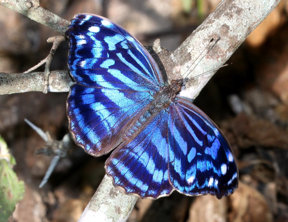 BLUEWING, MEXICAN (Myscelia cyananthe) (10-29-2020) hugh ramsey nature center, harlengen, cameron co, tx -01
