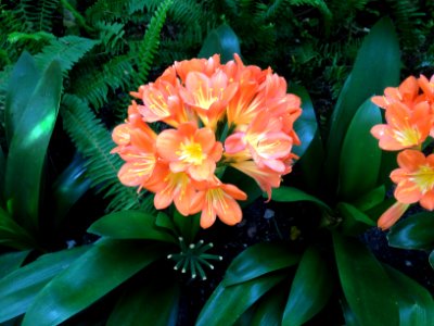 Clivia miniata Regel. Amaryllidaceae. "Lirio de Natal".
