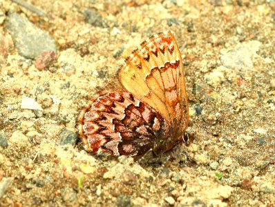 ELFIN, WESTERN PINE (Callophrys eryphon) (6-25-2018) grant co, or -03