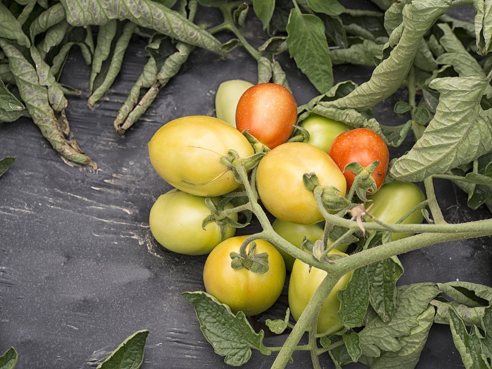 Red green food