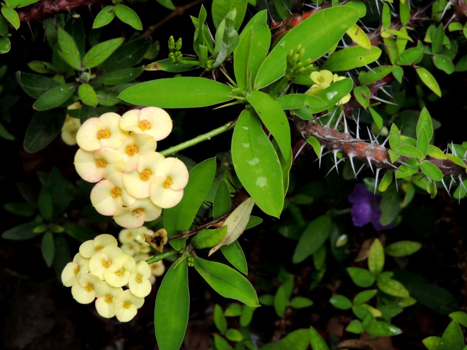 Euphorbia milii Des Moul. Euphorbiaceae. "Espina de Cristo".