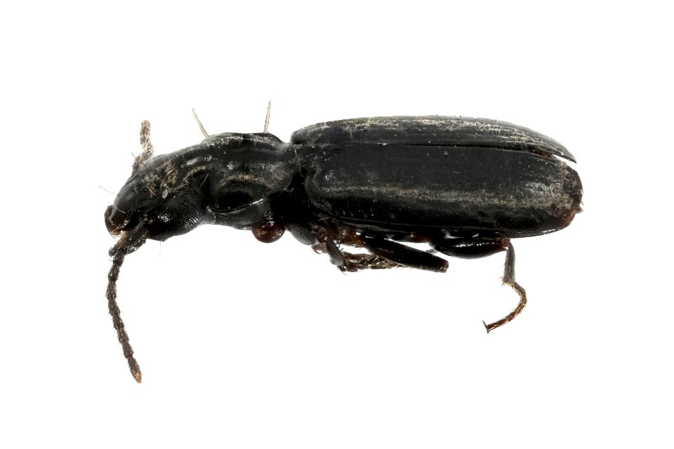 Syntomus americanus (side view)
