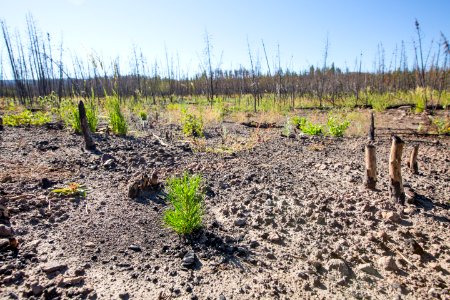 Lodgepole seedling in 2016 Maple Fire scar
