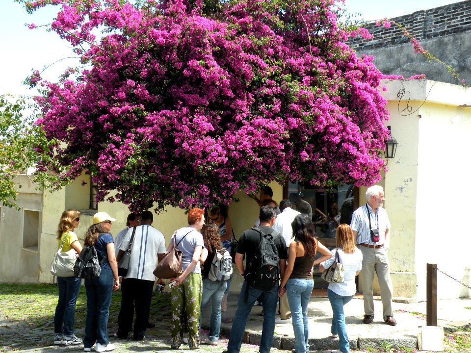Bougainvillea glabra Choisy. Nyctaginaceae. "Buganvilla".