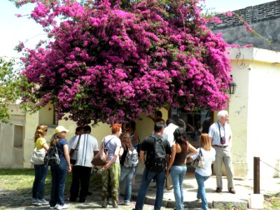 Bougainvillea glabra Choisy. Nyctaginaceae. "Buganvilla".