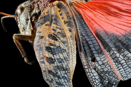 Nevada red-winged grasshopper (side) - Cratypedes lateritius